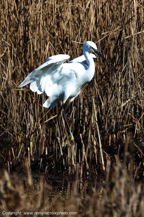 Aigrette garzette �tangs de Tr�vignon Finist�re Bretagne France www.remylacroixphoto.com