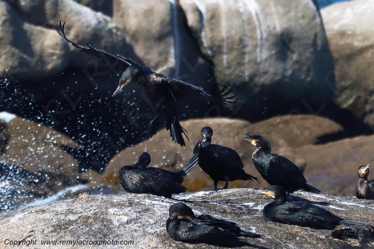 Grands cormorans pointe de la Jument Finist�re Bretagne France www.remylacroixphoto.com