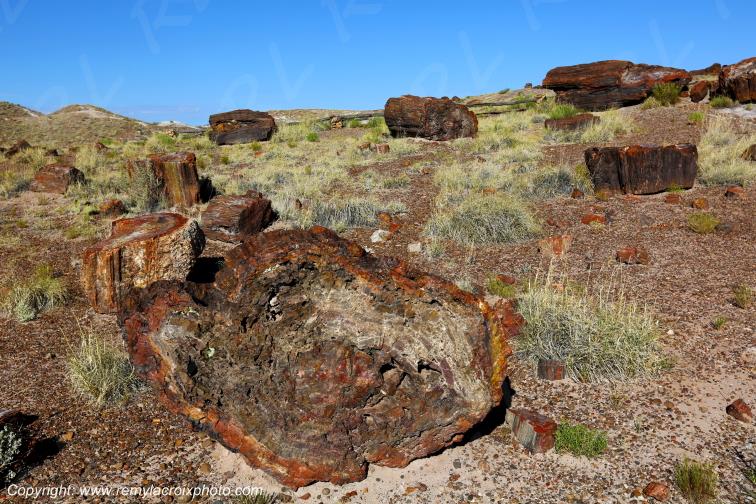 Crystal Forest Petrified Forest National Park Arizona USA
