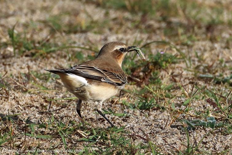 Traquet motteux �tangs de Tr�vignon Finist�re Bretagne France www.remylacroixphoto.com