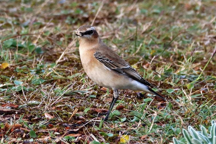 Traquet motteux �tangs de Tr�vignon Finist�re Bretagne France www.remylacroixphoto.com