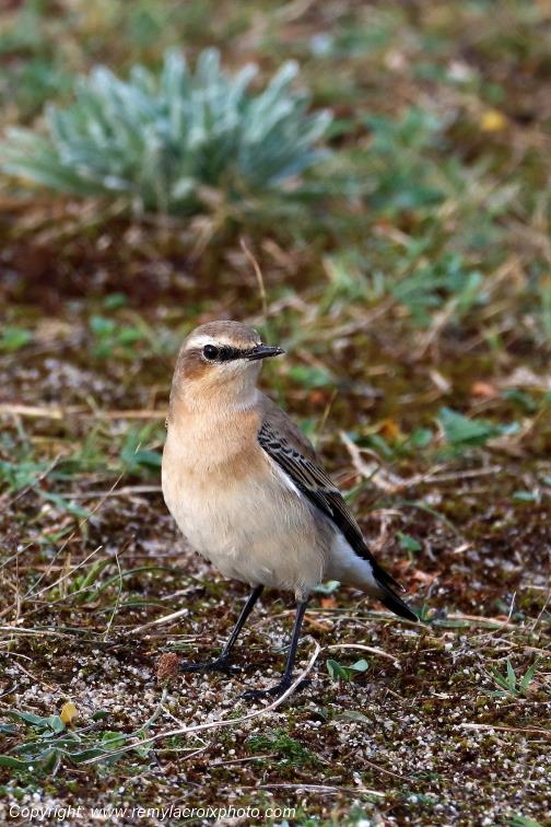 Traquet motteux �tangs de Tr�vignon Finist�re Bretagne France www.remylacroixphoto.com