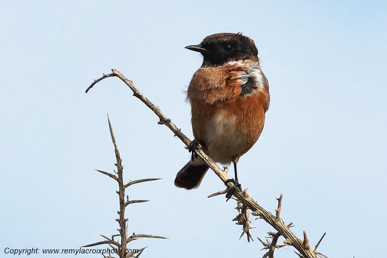 Tarier p�tre �tangs de Tr�vignon Finist�re Bretagne France www.remylacroixphoto.com