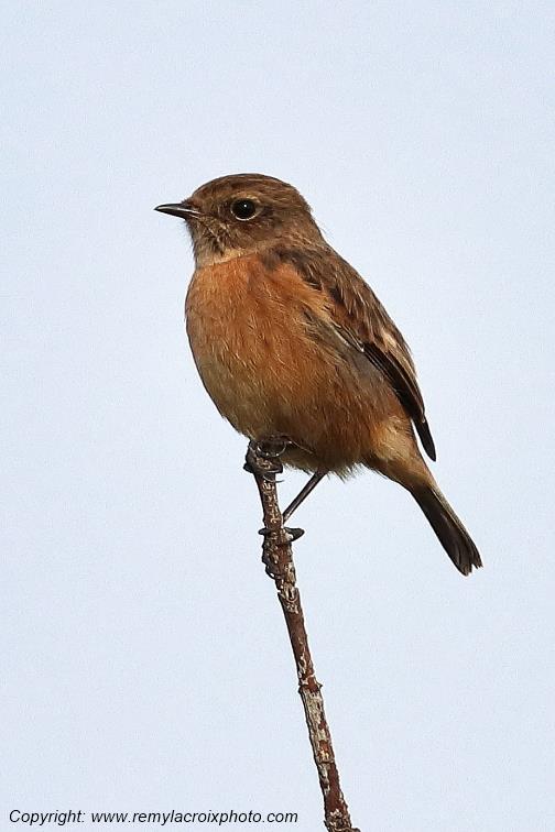Tarier p�tre �tangs de Tr�vignon Finist�re Bretagne France www.remylacroixphoto.com