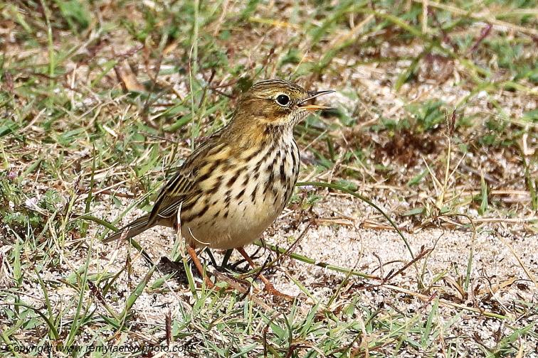 Pipit farlouse �tangs de Tr�vignon Finist�re Bretagne France www.remylacroixphoto.com