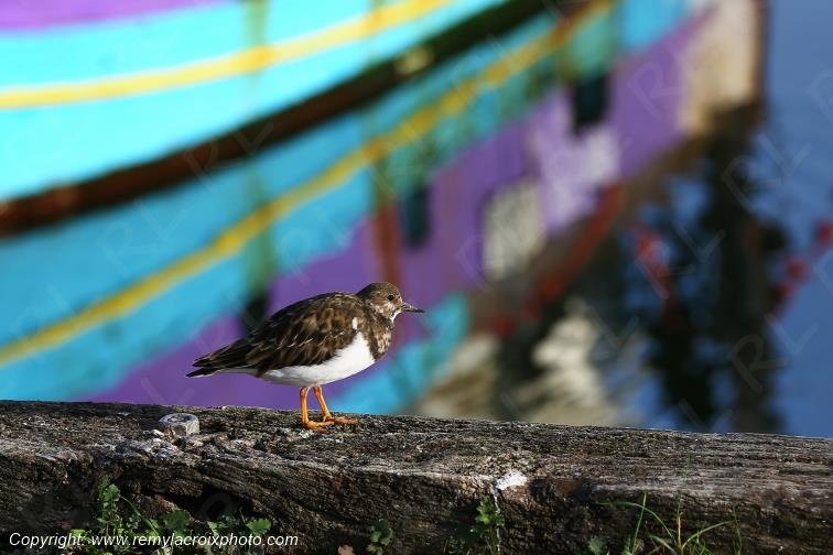 Concarneau le port tournepierre � collier Finist�re Bretagne France www.remylacroixphoto.com