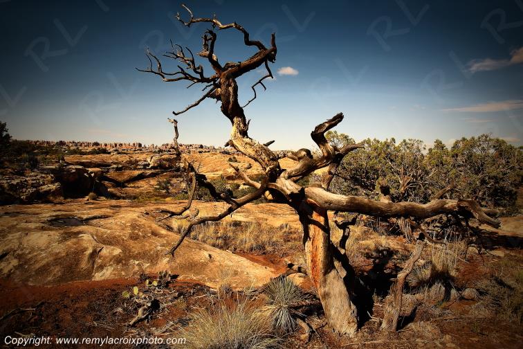 The Needles Canyonlands National Park Utah USA www.remylacroixphoto.com