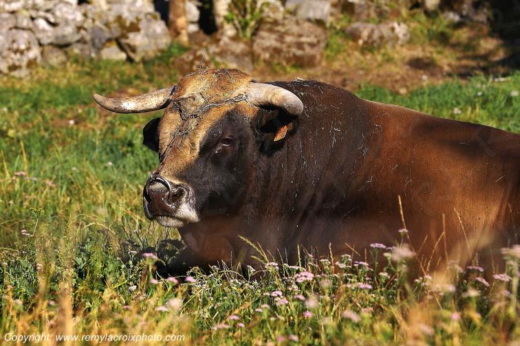 Marchastel Aubrac Taureau Loz�re Languedoc-Roussillon Occitanie France www.remylacroixphoto.com