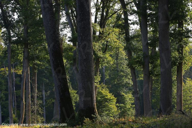 For�t de Tron�ais Futaie ch�nes Allier Auvergne Rh�ne Alpes France www.remylacroixphoto.com