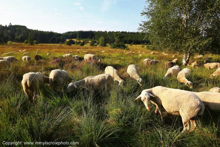 Tourbi�re du Long�roux troupeau de moutons Corr�ze Limousin  Nouvelle Aquitaine France www.remylacroixphoto.com