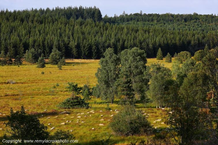 Tourbi�re du Long�roux Corr�ze Limousin  Nouvelle Aquitaine France www.remylacroixphoto.com