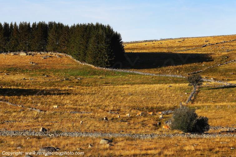 Marchastel Aubrac Loz�re Languedoc-Roussillon Occitanie France www.remylacroixphoto.com