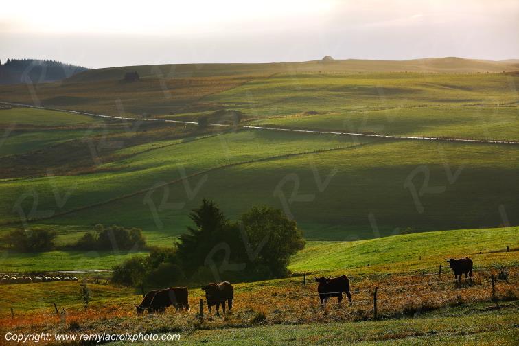 La Godivelle buron vaches Salers C�zallier Puy de D�me Auvergne Rh�ne-Alpes France www.remylacroixphoto.com