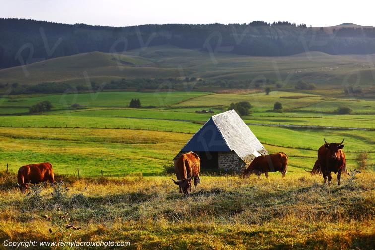 La Godivelle buron vaches Salers C�zallier Puy de D�me Auvergne Rh�ne-Alpes France www.remylacroixphoto.com