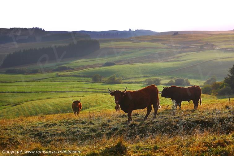La Godivelle buron vaches Salers C�zallier Puy de D�me Auvergne Rh�ne-Alpes France www.remylacroixphoto.com