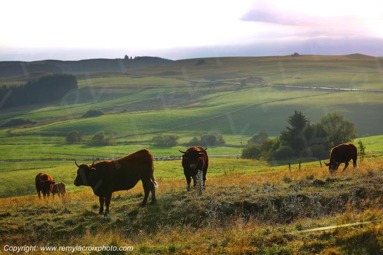 La Godivelle buron vaches Salers C�zallier Puy de D�me Auvergne Rh�ne-Alpes France www.remylacroixphoto.com