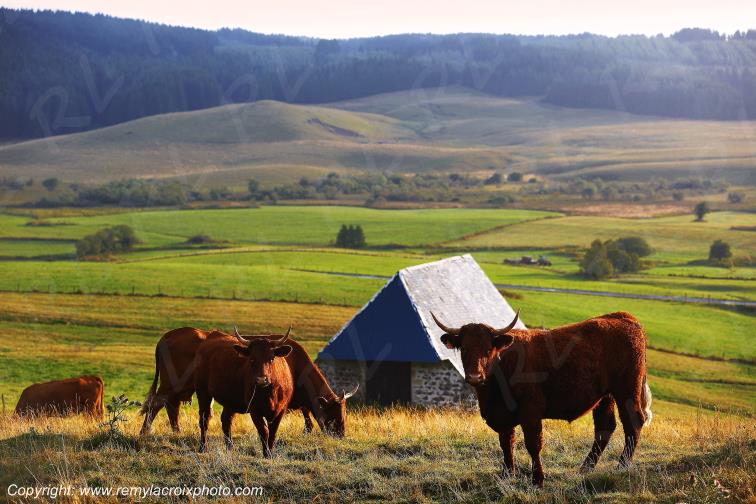 La Godivelle buron vaches Salers C�zallier Puy de D�me Auvergne Rh�ne-Alpes France www.remylacroixphoto.com