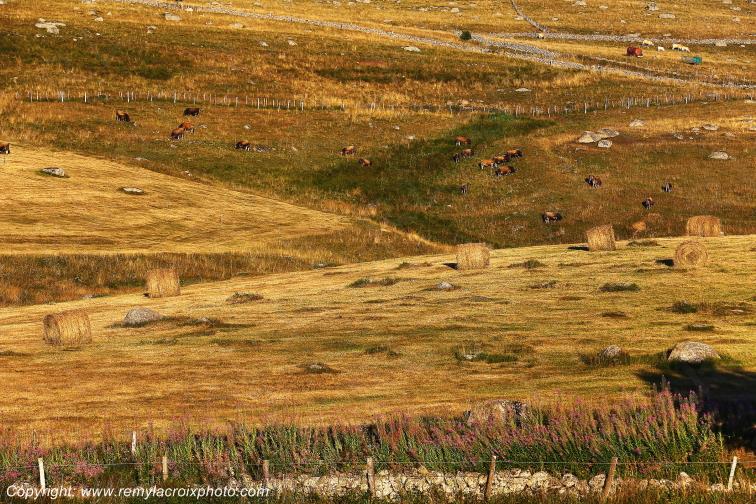 Marchastel Aubrac Loz�re Languedoc-Roussillon Occitanie France www.remylacroixphoto.com