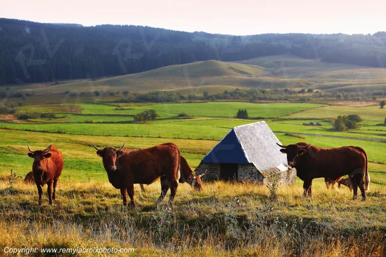 La Godivelle buron vaches Salers C�zallier Puy de D�me Auvergne Rh�ne-Alpes France www.remylacroixphoto.com