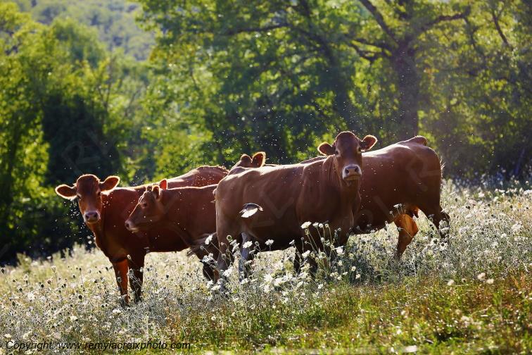 Tranzault Val de Bouzanne vaches limousines Indre Berry Centre Val de Loire France www.remylacroixphoto.com