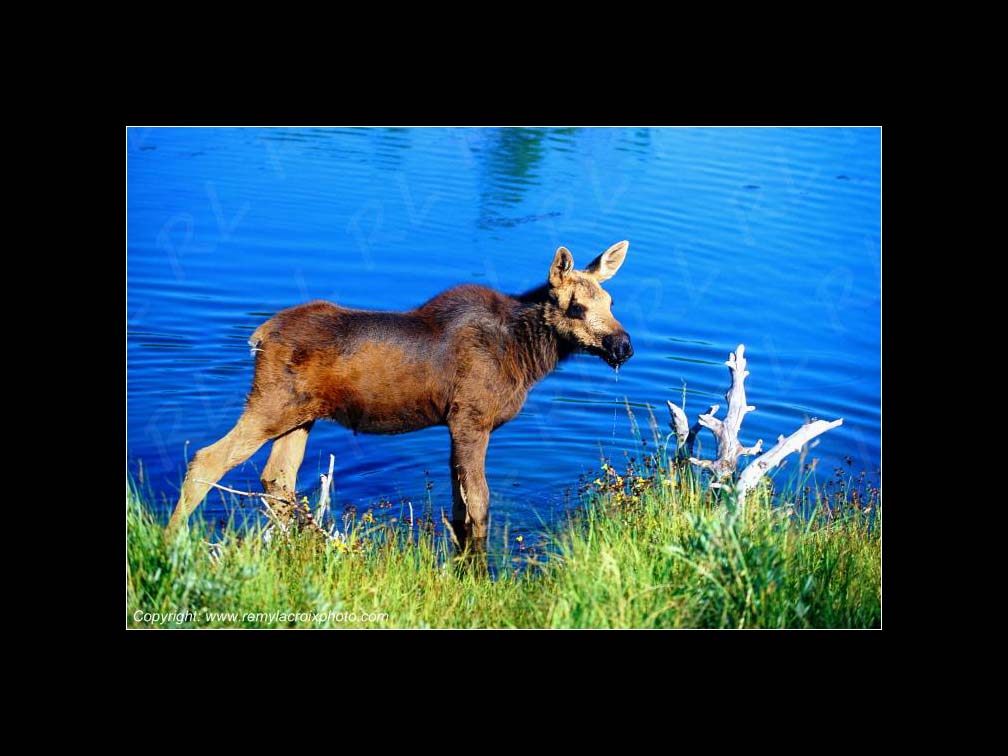 Lewis & Clark Expedition Corps of Discovery 1804-1806 Moose