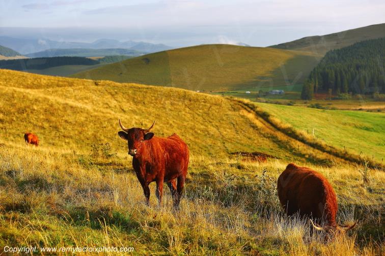 La Godivelle buron vaches Salers C�zallier Puy de D�me Auvergne Rh�ne-Alpes France www.remylacroixphoto.com