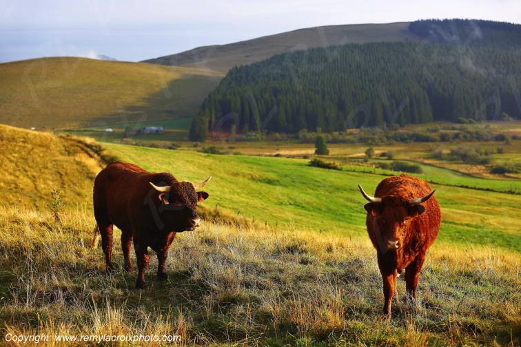 La Godivelle buron vaches Salers C�zallier Puy de D�me Auvergne Rh�ne-Alpes France www.remylacroixphoto.com
