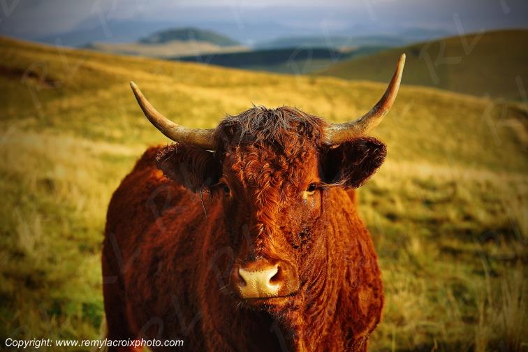 La Godivelle buron vaches Salers C�zallier Puy de D�me Auvergne Rh�ne-Alpes France www.remylacroixphoto.com