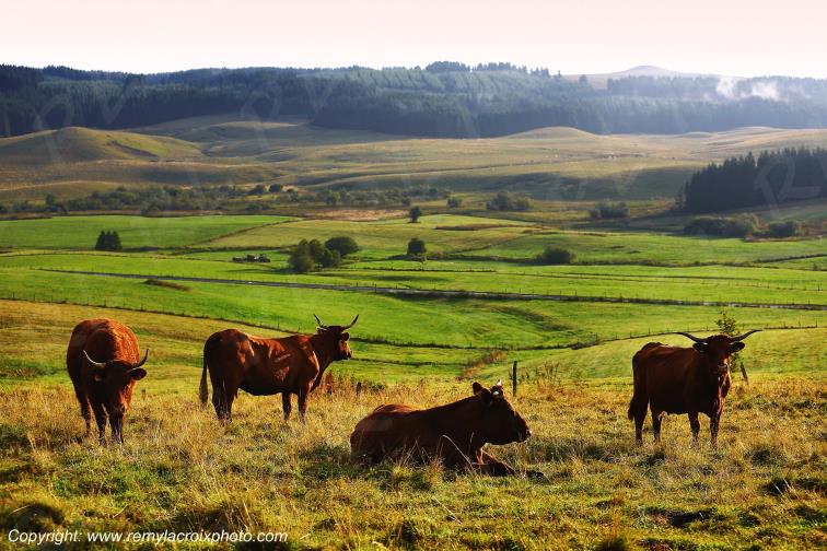 La Godivelle buron vaches Salers C�zallier Puy de D�me Auvergne Rh�ne-Alpes France www.remylacroixphoto.com