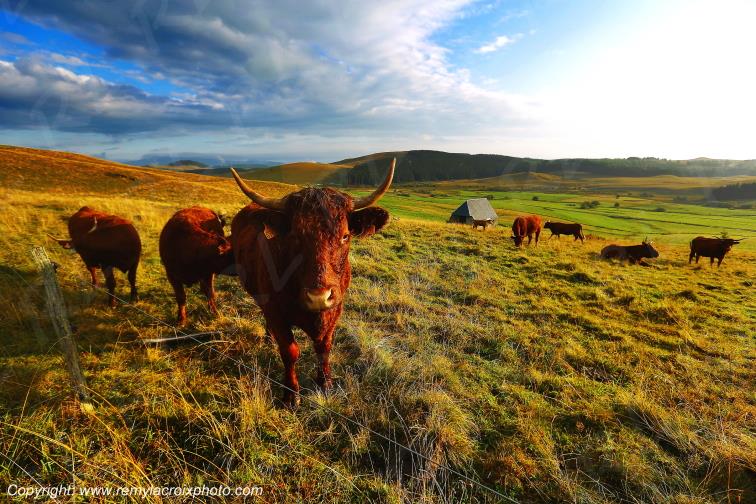 La Godivelle buron vaches Salers C�zallier Puy de D�me Auvergne Rh�ne-Alpes France www.remylacroixphoto.com