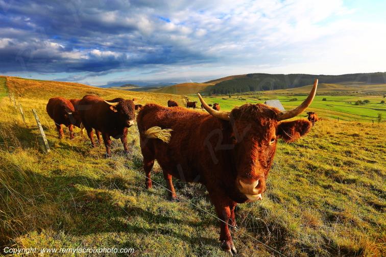 La Godivelle buron vaches Salers C�zallier Puy de D�me Auvergne Rh�ne-Alpes France www.remylacroixphoto.com
