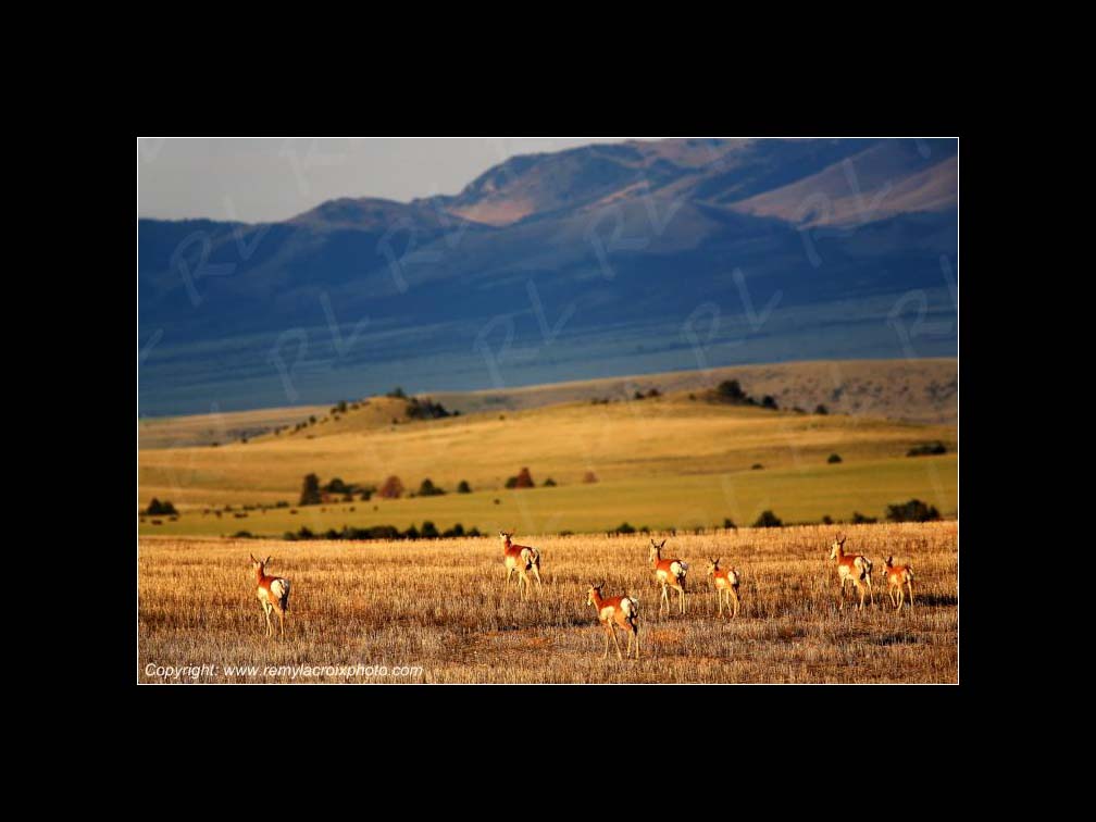 Lewis & Clark Expedition 1804-1806 Pronghorns Canyon Ferry Montana USA