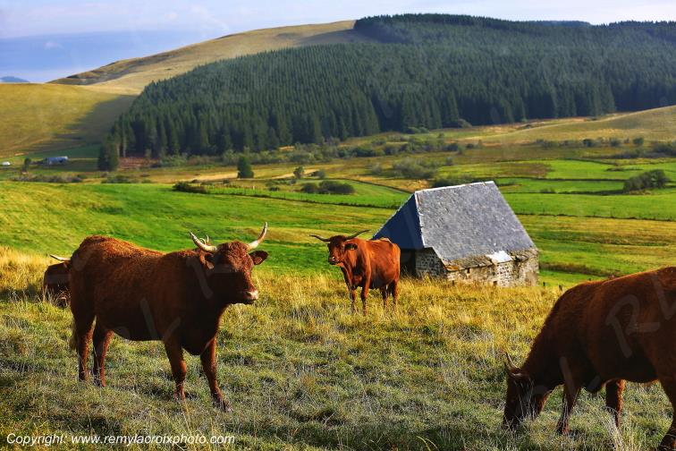 La Godivelle buron vaches Salers C�zallier Puy de D�me Auvergne Rh�ne-Alpes France www.remylacroixphoto.com