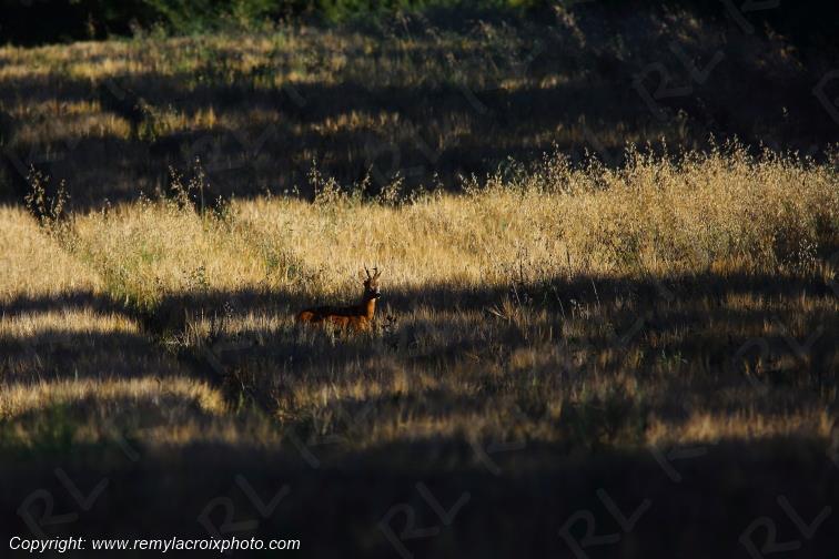 Chevreuil brocard Tranzault Val de Bouzanne Indre Berry Centre Val de Loire France www.remylacroixphoto.com