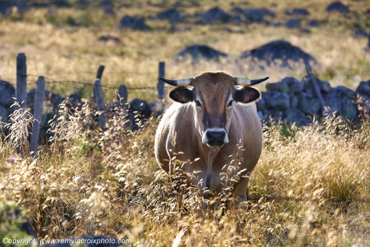 Marchastel Vaches Aubrac Loz�re Languedoc-Roussillon Occitanie France www.remylacroixphoto.com
