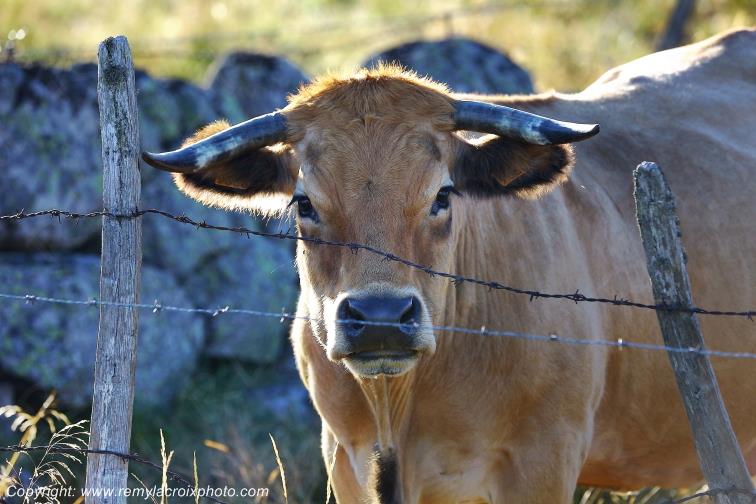Marchastel Vaches Aubrac Loz�re Languedoc-Roussillon Occitanie France www.remylacroixphoto.com
