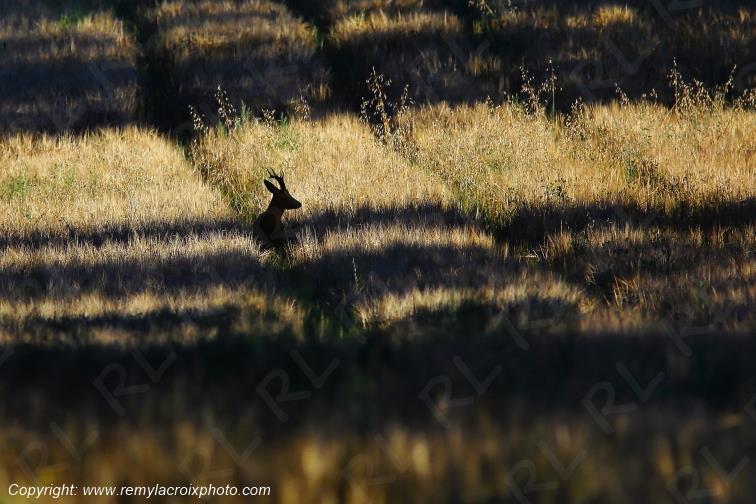 Chevreuil brocard Tranzault Val de Bouzanne Indre Berry Centre Val de Loire France www.remylacroixphoto.com