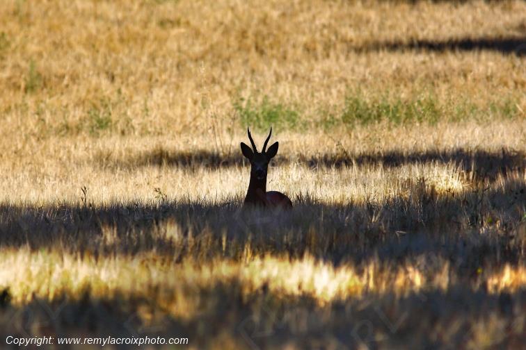 Chevreuil brocard Tranzault Val de Bouzanne Indre Berry Centre Val de Loire France www.remylacroixphoto.com