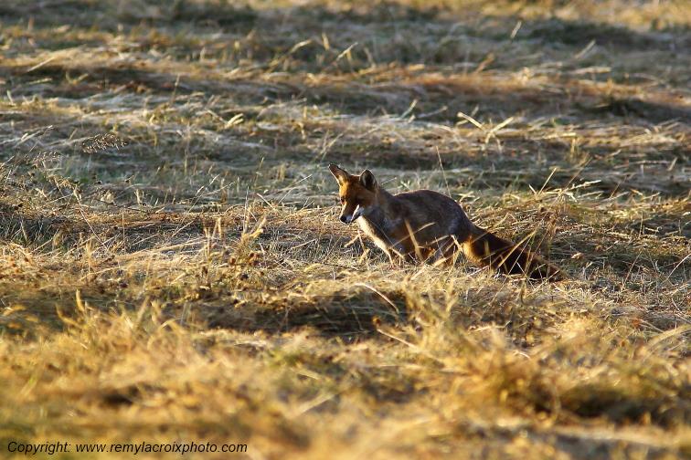 Renard roux Tranzault Val de Bouzanne Indre Berry Centre Val de Loire France www.remylacroixphoto.com