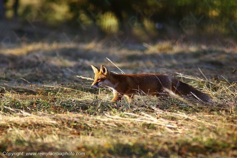Renard roux Tranzault Val de Bouzanne Indre Berry Centre Val de Loire France www.remylacroixphoto.com