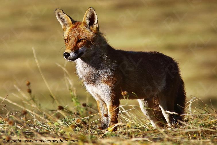 Renard roux Tranzault Val de Bouzanne Indre Berry Centre Val de Loire France www.remylacroixphoto.com