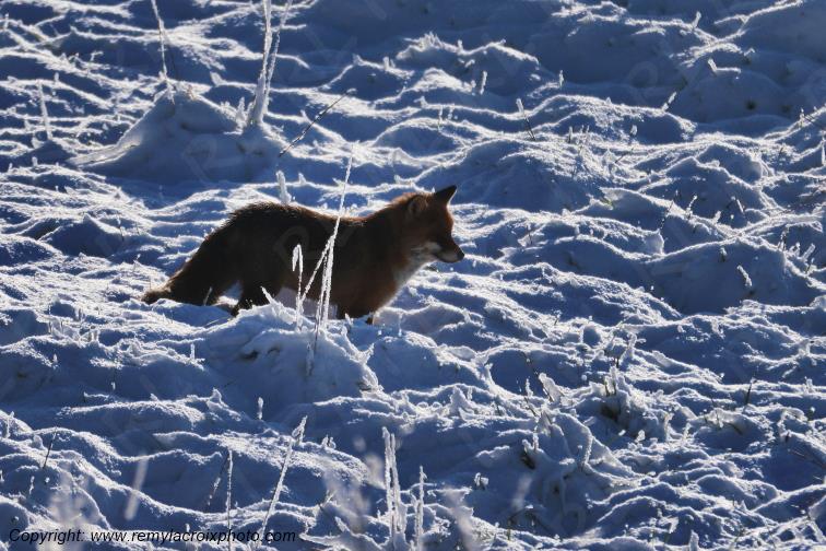 Renard roux Tranzault Val de Bouzanne Indre Berry Centre Val de Loire France www.remylacroixphoto.com