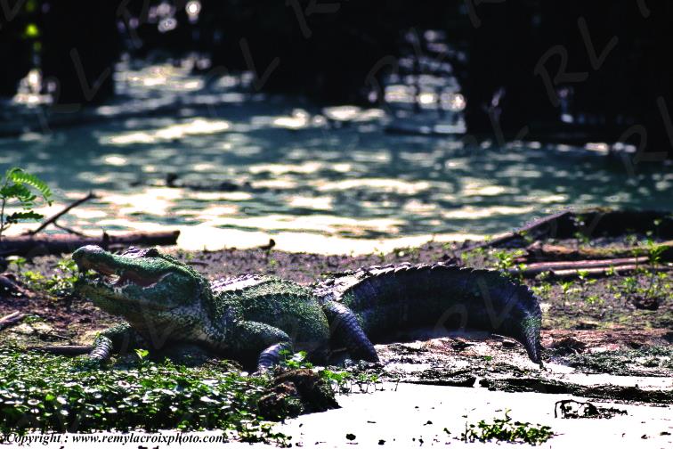 Alligator Bayou Martin Lake Louisiana USA www.remylacroixphoto.com