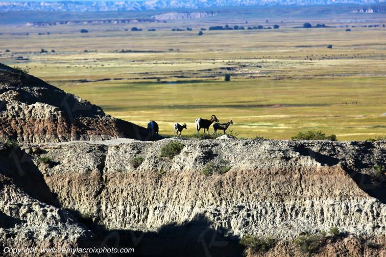 Mountain Goats Badlands National Park South Dakota USA