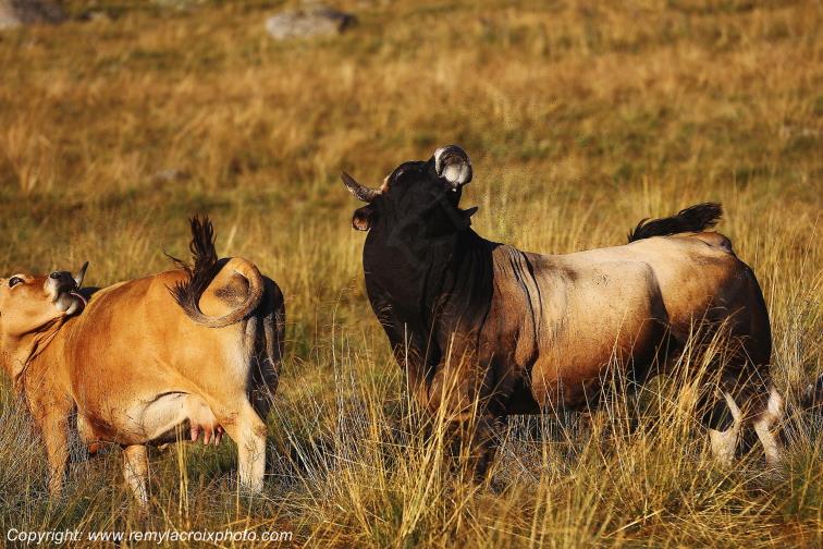 Rieutort d'Aubrac Taureau Aubrac Loz�re Languedoc-Roussillon Occitanie France www.remylacroixphoto.com