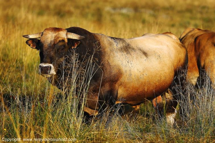 Rieutort d'Aubrac Taureau Aubrac Loz�re Languedoc-Roussillon Occitanie France www.remylacroixphoto.com