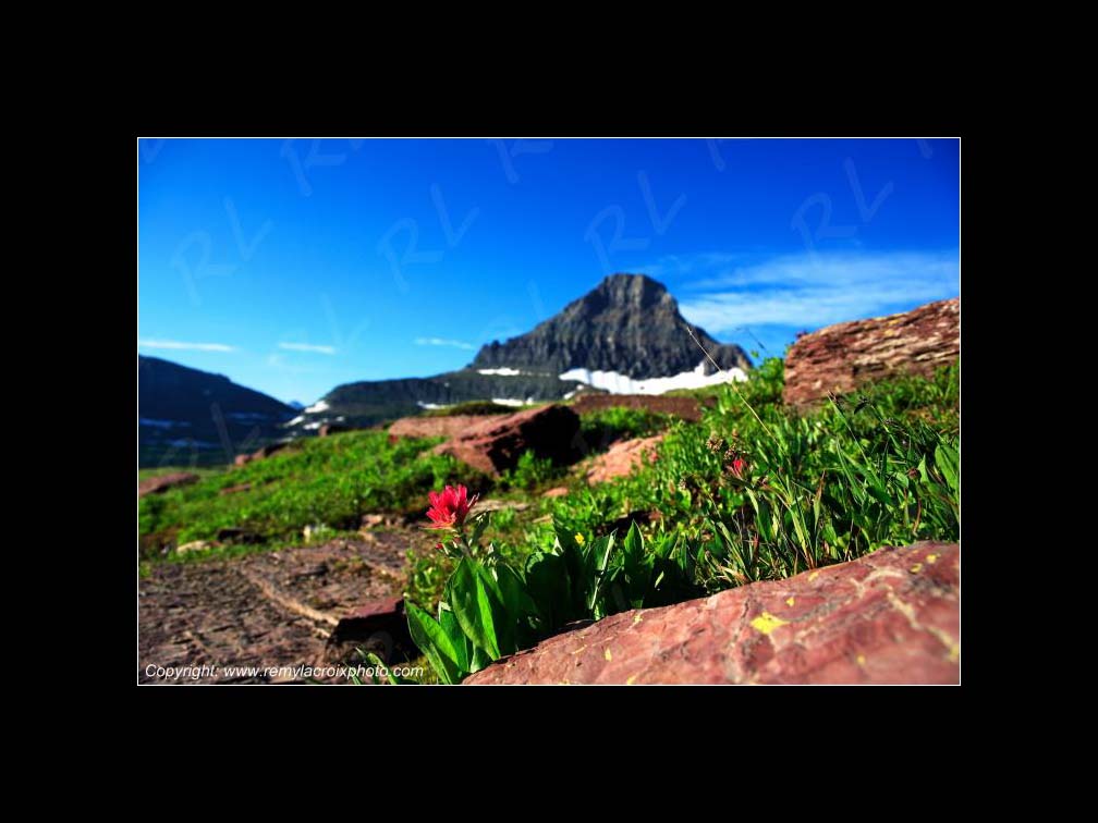 Lewis & Clark Expedition 1804-1806 Red Paintbrush Flower Logan Pass Glacier National Park Montana USA