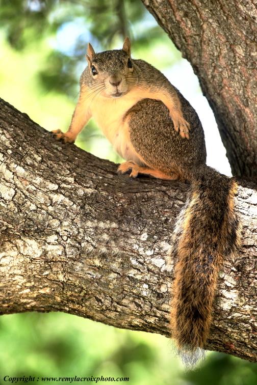 Fox Squirrel Austin Texas USA www.remylacroixphoto.com