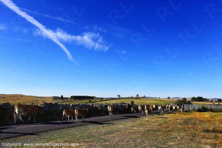 Rieutort d'Aubrac Loz�re Languedoc-Roussillon Occitanie France www.remylacroixphoto.com