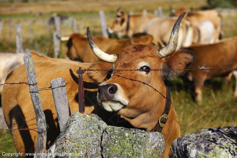 Vaches Aubrac Rieutort d'Aubrac Loz�re Languedoc-Roussillon Occitanie France www.remylacroixphoto.com
